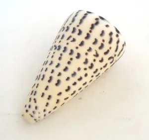 Concha do Mar Conus Leopardus de Pintas Naturais