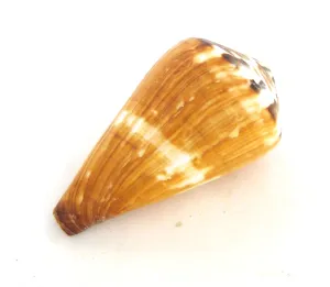 Concha Conus Vexillum para Coleção e Altar