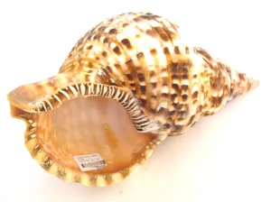 Concha Grande Fuso Charonia de Colecionador