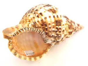 Concha Grande Fuso Charonia de Colecionador