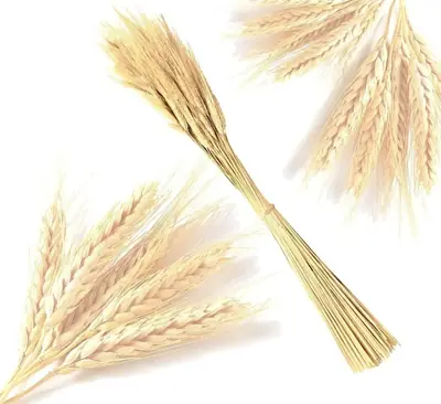 Hastes De Trigo Seco Para Decorações Eclesiais E Arranjos