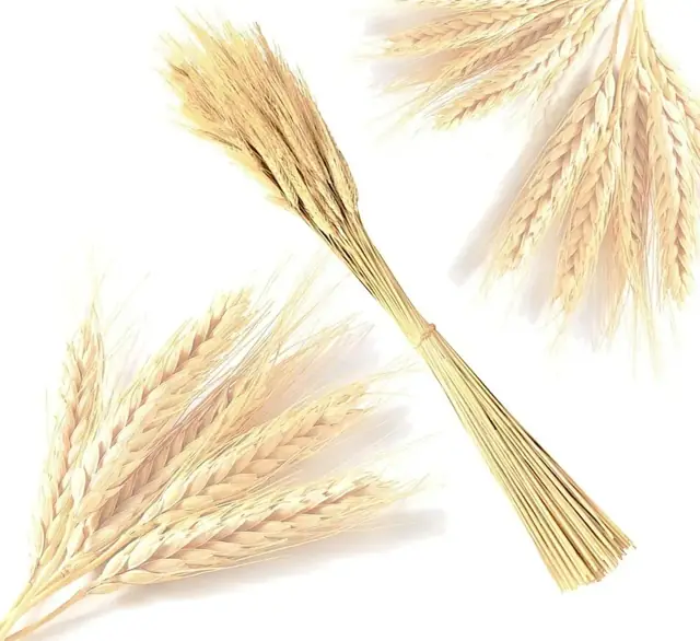 Hastes De Trigo Seco Para Decorações Eclesiais E Arranjos
