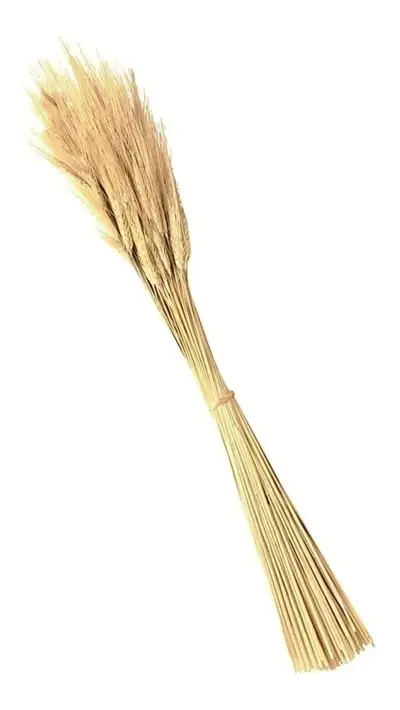 Hastes De Trigo Seco Para Decoração E Arranjos Florais