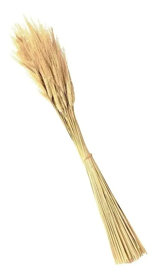 Hastes De Trigo Seco Para Decoração E Arranjos Florais